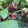 Chili termékek-chilimánia-Chili Hungária