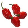 Habanero-Maya-Red-Chili-mag Chili termékek-chilimánia-Chili Hungária