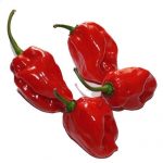 Chili termékek-chilimánia-Chili Hungária
