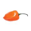Chili termékek-chilimánia-Chili Hungária
