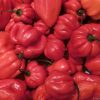 Chili termékek-chilimánia-Chili Hungária