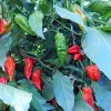 Chili termékek-chilimánia-Chili Hungária