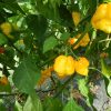 Chili termékek-chilimánia-Chili Hungária
