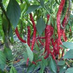 Chili termékek-chilimánia-Chili Hungária