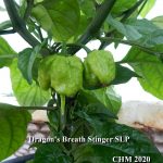 Chili termékek-chilimánia-Chili Hungária