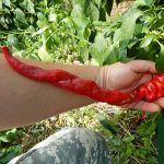 Chili termékek-chilimánia-Chili Hungária