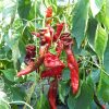 Chili termékek-chilimánia-Chili HungáriaChilion-