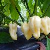Chili termékek-chilimánia-Chili HungáriaChilion-