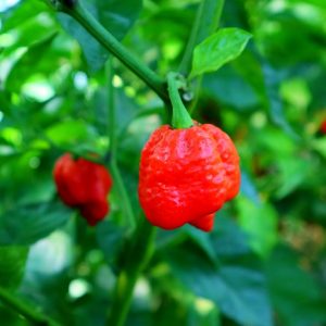 Chili palánták