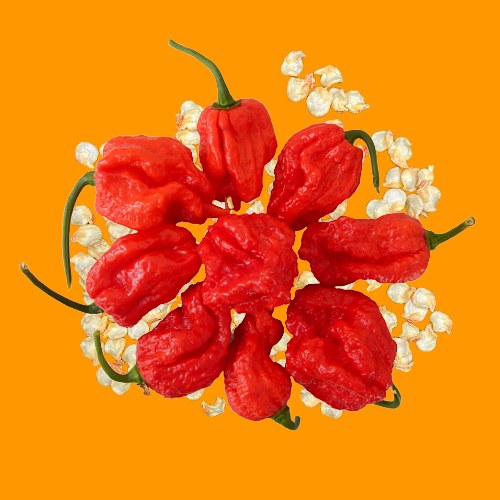 Chilimánia chili mag választék