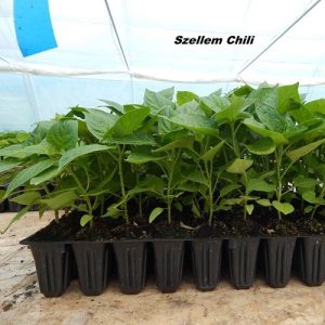 Chili termékek-chilimánia-Chili Hungária